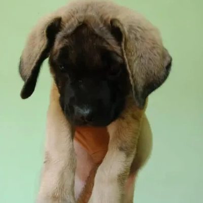 English Mastiff Price in Surat | English Mastiff Puppies for sale in Surat