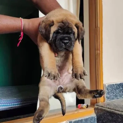 English Mastiff Price in Surat | English Mastiff Puppies for sale in Surat