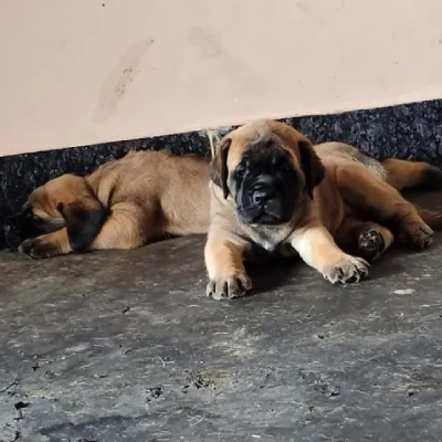English Mastiff Price in Surat | English Mastiff Puppies for sale in Surat