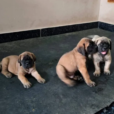 English Mastiff Price in Surat | English Mastiff Puppies for sale in Surat