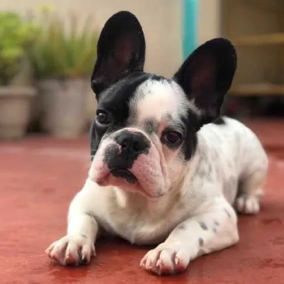 French Bulldog Price in Surat | French Bulldog Puppies for sale in Surat