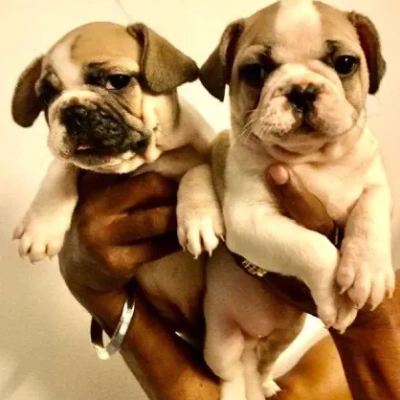 French Bulldog Price in Surat | French Bulldog Puppies for sale in Surat