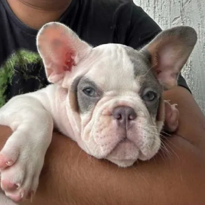 French Bulldog Price in Surat | French Bulldog Puppies for sale in Surat