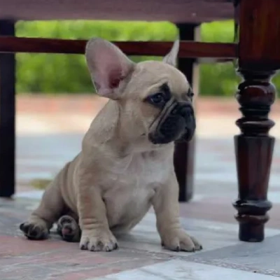French Bulldog Price in Surat | French Bulldog Puppies for sale in Surat