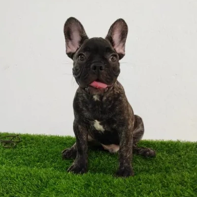 French Bulldog Price in Surat | French Bulldog Puppies for sale in Surat