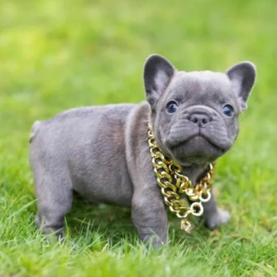 French Bulldog Price in Surat | French Bulldog Puppies for sale in Surat