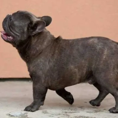 French Bulldog Price in Surat | French Bulldog Puppies for sale in Surat