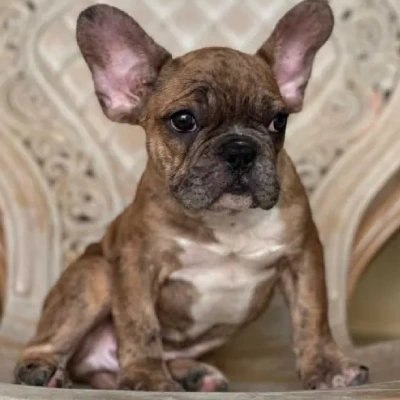 French Bulldog Price in Surat | French Bulldog Puppies for sale in Surat