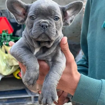 French Bulldog Price in Surat | French Bulldog Puppies for sale in Surat