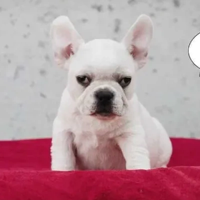 French Bulldog Price in Surat | French Bulldog Puppies for sale in Surat