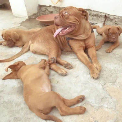 French Mastiff Price in Surat | French Mastiff Puppies for sale in Surat