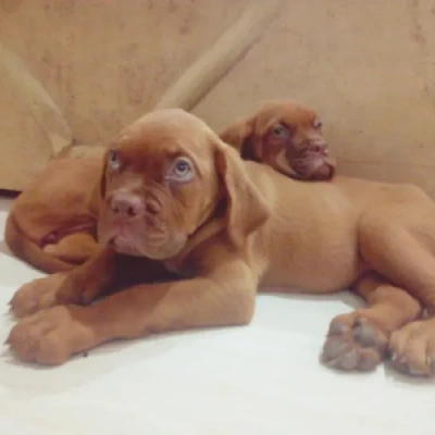 French Mastiff Price in Surat | French Mastiff Puppies for sale in Surat