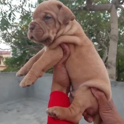 French Mastiff Price in Surat | French Mastiff Puppies for sale in Surat