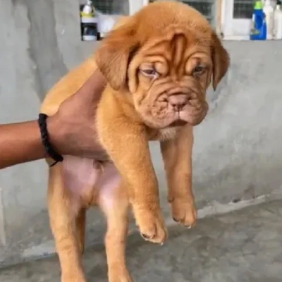 French Mastiff Price in Surat | French Mastiff Puppies for sale in Surat