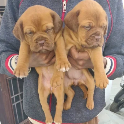 French Mastiff Price in Surat | French Mastiff Puppies for sale in Surat