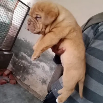 French Mastiff Price in Surat | French Mastiff Puppies for sale in Surat