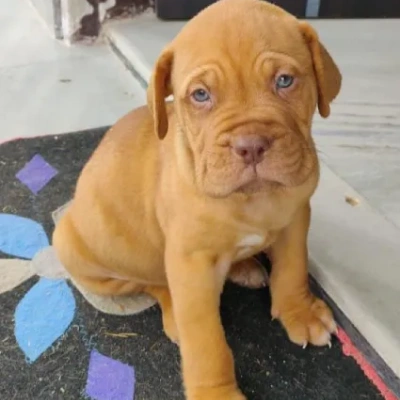 French Mastiff Price in Surat | French Mastiff Puppies for sale in Surat