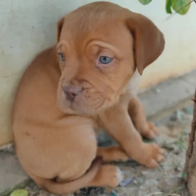 French Mastiff Price in Surat | French Mastiff Puppies for sale in Surat