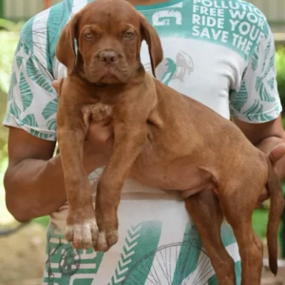 French Mastiff Price in Surat | French Mastiff Puppies for sale in Surat