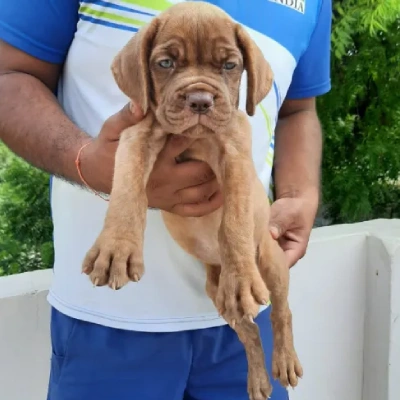 French Mastiff Price in Surat | French Mastiff Puppies for sale in Surat