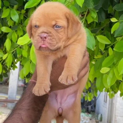 French Mastiff Price in Surat | French Mastiff Puppies for sale in Surat