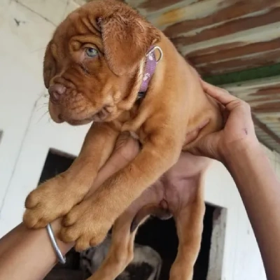 French Mastiff Price in Surat | French Mastiff Puppies for sale in Surat