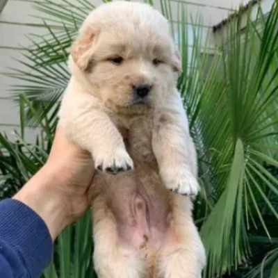 Golden Retriever Price in Bangalore | Golden Retriever Puppies for sale in Bangalore