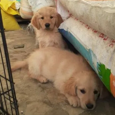 Golden Retriever Price in Delhi | Golden Retriever Puppies for sale in Delhi