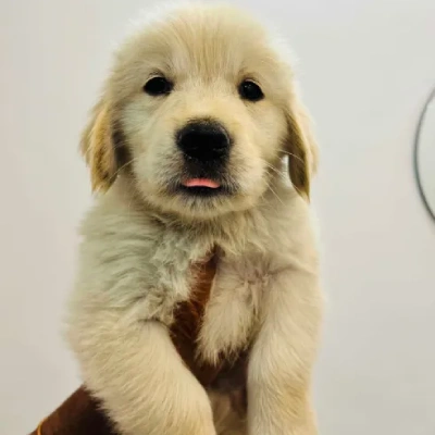 Golden Retriever Price in Visakhapatnam | Golden Retriever Puppies for sale in Visakhapatnam