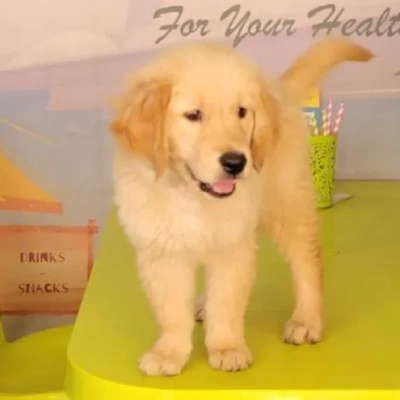 Golden Retriever Price in Noida | Golden Retriever Puppies for sale in Noida