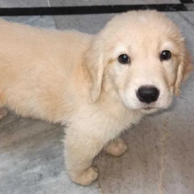 Golden Retriever Price in Delhi | Golden Retriever Puppies for sale in Delhi