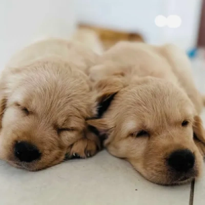Golden Retriever Price in Nashik | Golden Retriever Puppies for sale in Nashik