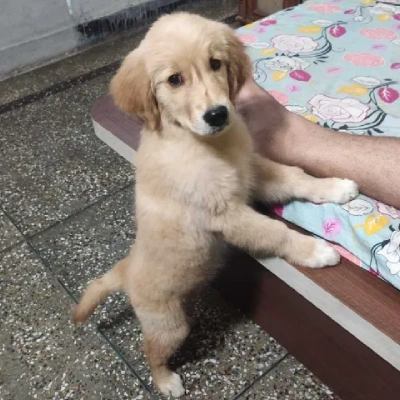 Golden Retriever Price in Surat | Golden Retriever Puppies for sale in Surat