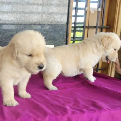 Golden Retriever Price in Bangalore | Golden Retriever Puppies for sale in Bangalore
