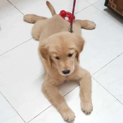 Golden Retriever Price in Bangalore | Golden Retriever Puppies for sale in Bangalore