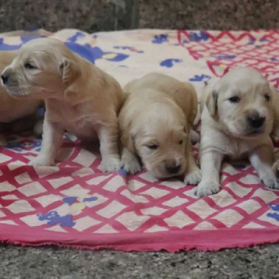 Golden Retriever Price in Bangalore | Golden Retriever Puppies for sale in Bangalore