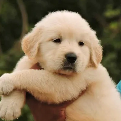 Golden Retriever Price in Nashik | Golden Retriever Puppies for sale in Nashik