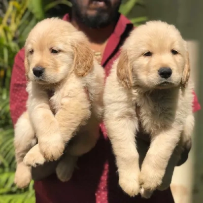 Golden Retriever Price in Visakhapatnam | Golden Retriever Puppies for sale in Visakhapatnam