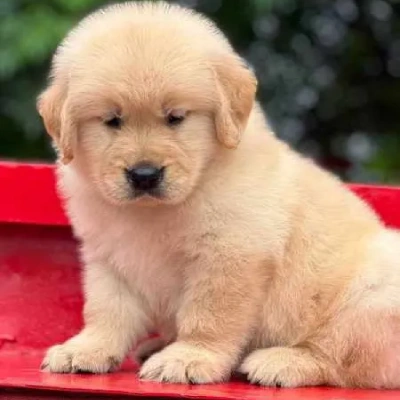 Golden Retriever Price in Hyderabad
 | Golden Retriever Puppies for sale in Hyderabad
