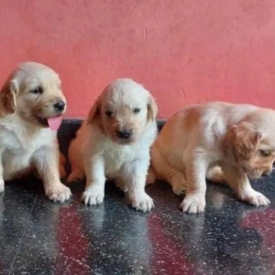Golden Retriever Price in Bangalore | Golden Retriever Puppies for sale in Bangalore