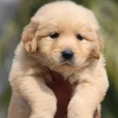 Golden Retriever Price in Bangalore | Golden Retriever Puppies for sale in Bangalore