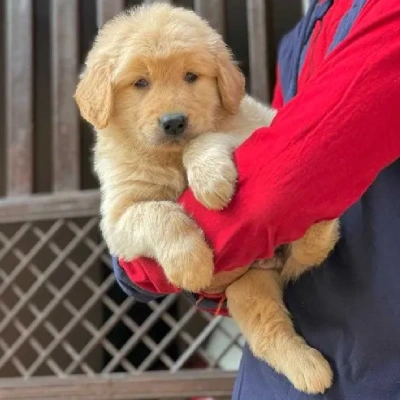 Golden Retriever Price in Bangalore | Golden Retriever Puppies for sale in Bangalore