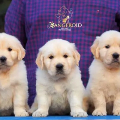 Golden Retriever Price in Surat | Golden Retriever Puppies for sale in Surat