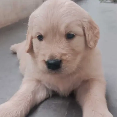 Golden Retriever Price in Bangalore | Golden Retriever Puppies for sale in Bangalore