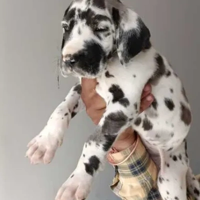 Great Dane Price in Noida | Great Dane Puppies for sale in Noida