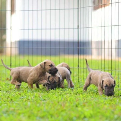 Great Dane Price in Noida | Great Dane Puppies for sale in Noida