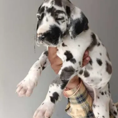 Great Dane Price in Noida | Great Dane Puppies for sale in Noida