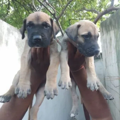 Great Dane Price in Noida | Great Dane Puppies for sale in Noida