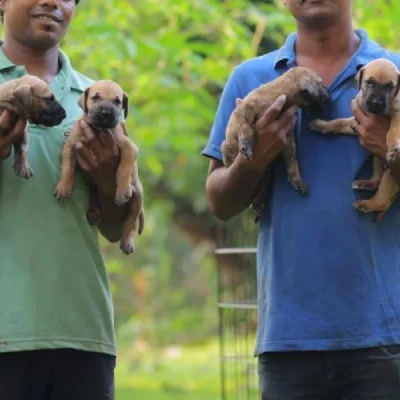 Great Dane Price in Noida | Great Dane Puppies for sale in Noida