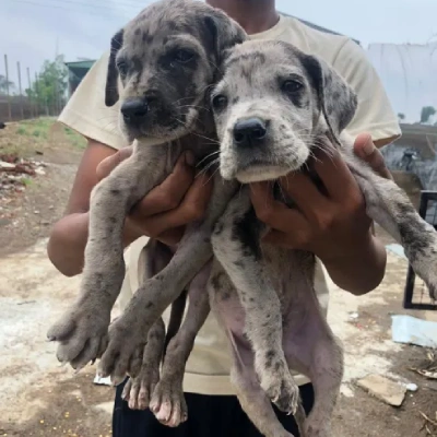 Great Dane Price in Noida | Great Dane Puppies for sale in Noida